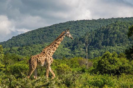A Day Trip In Arusha National Park From Arusha Town
