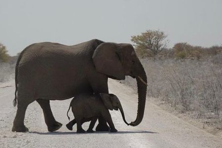 ETOSHA PARK SAFARI with local guides in 9-seater 4x4s