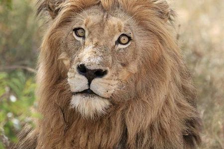 Kruger Lion Expedition with the Little Lionman Steve Kelly