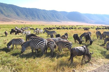 Serengeti Tour – 7Days/6 nights (4 stars accommodations)