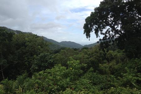 Discover the Rainforest