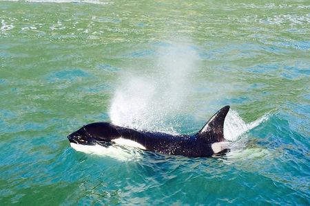 Dolphin & Wildlife Encounters