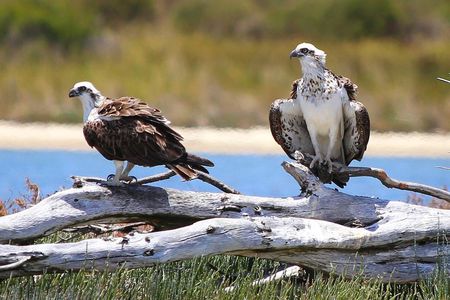 Murray River Lunch Cruise