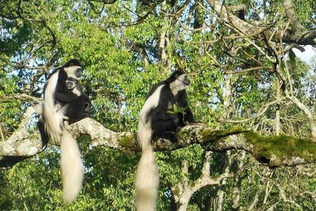 Day Tour to Arusha National Park