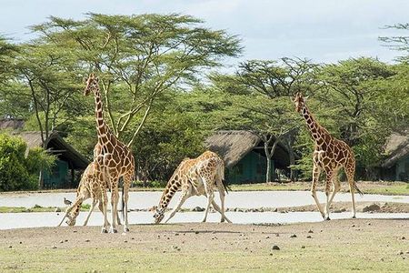 2 Days 1 Night Ol Pajeta Conservancy Tour