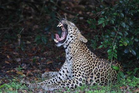 Sri Lanka tours 12-Day wildlife Tour with driver,Car or Van and accommodations