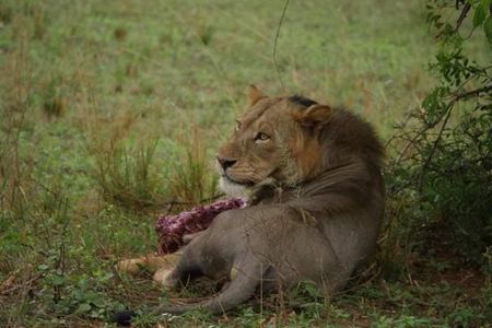 Three Days Murchison Falls National Park Tour in Uganda