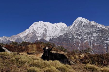 Mardi Himal Trek (A short 8 Days Trek from Kathmandu)