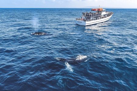Dolphin and Whale Watching Sunset Cruise