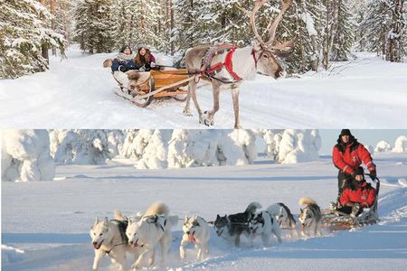COMBO Private tour HUSKY and REINDEER Park by VIP car with guide 