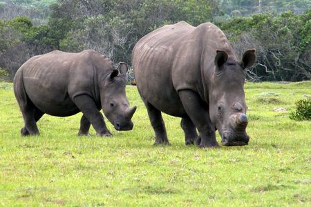 Kragga Kamma Game Park from Port Elizabeth 