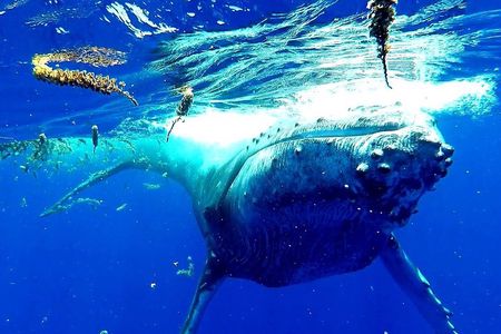 Whale Tour - Observe and swim with whales