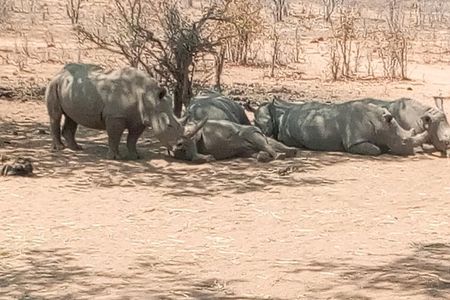 Short Rhino safari walk.