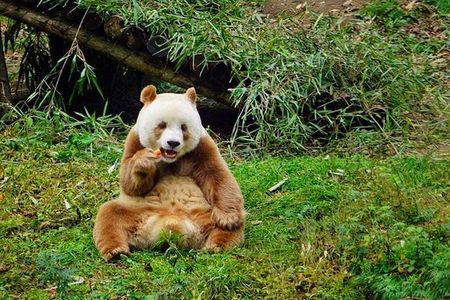 Private Day Tour: Xi'an Panda（QI ZAI）and City Highlights