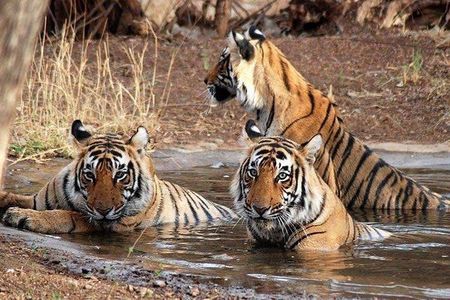 Kathmandu Pokhara & Chitwan Tour with Rafting -8 Days