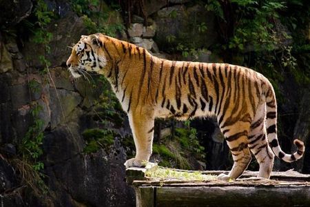 Delhi Agra Jaipur Tour with Ranthambore Wildlife Safari