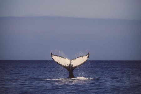 Oahu Whale Watching Excursion