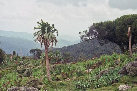 3 Days Bale Mountains Trekking