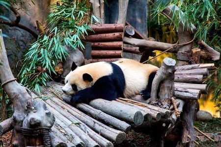 Private Chengdu Panda Breeding Center Day Trip With From Xi'an By Bullet Train