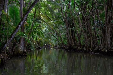 Indian River, Cold Soufriere & Fort Shirley (Northern Excursion) 