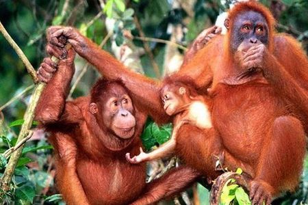 Orang Utan Island Day Tour (Private)