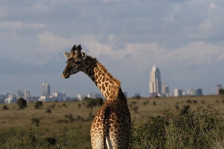 Nairobi National Park guided tour