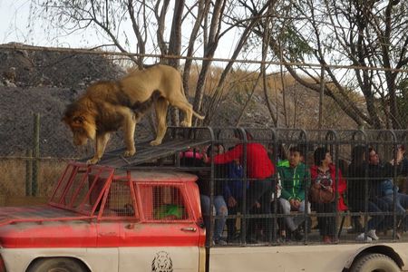 Safari Park ticket
