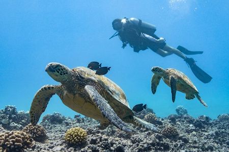 Incredibly Fun 2-Tank Coral Reef South Shore Boat Dive in Oahu from Waikiki