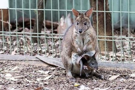 Blue Mountains Private Tour Sydney: Koala, Kangaroo, Scenic Views