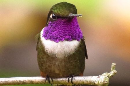 Birdwatching day in Chingaza and Observatorio de Colibries