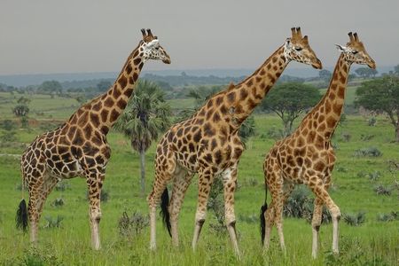 Two days sipi falls and Pian upe Nataional Game reserve in Uganda