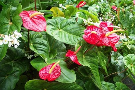 Montreal Gardens Tour with Trubb Taxi Tours