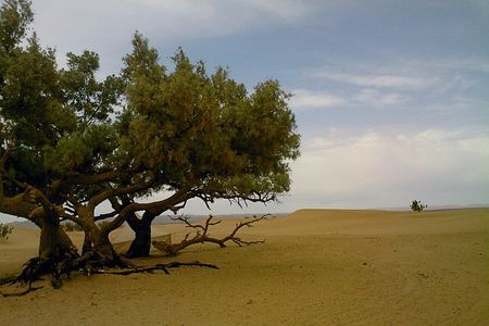 Experience In the footsteps of the nomads