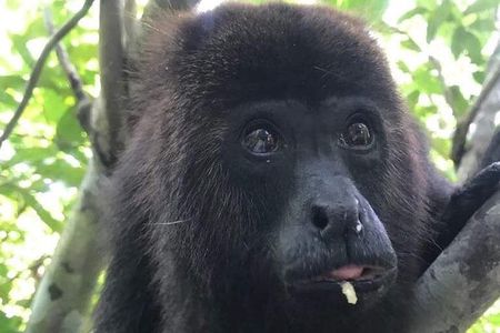 Cave Tubing Paradise and The Howler Monkey Sanctuary