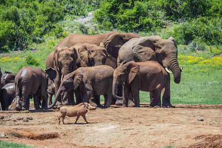7 Day Garden Route to Addo, Cape Point and Winelands Combo tour
