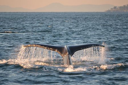 Whale Watching from Friday Harbor