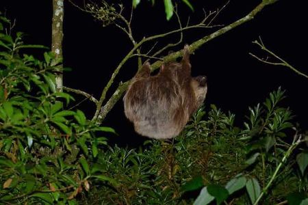 Monteverde Cloud Forest Guided Night Walk