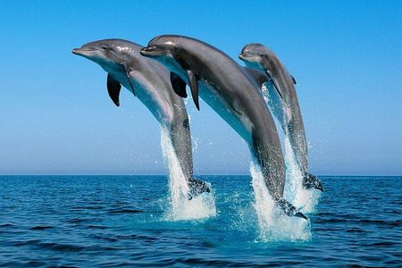 Dolphin Tour
