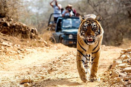 6 Days Golden Triangle with Ranthambore Tiger Safari