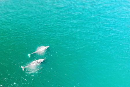Whale Watching and Fishing Combination Excursions