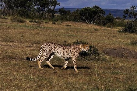 3-DAY Best Maasai Mara Safari (POPULAR)