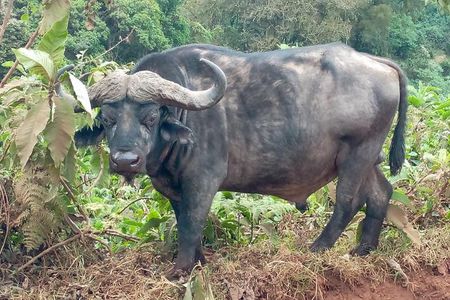 Ngorongoro Day Trip From Arusha / Kilimanjaro