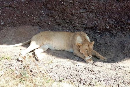 Day Trip to Tarangire National Park From Arusha / Kilimanjaro