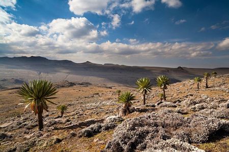 8 Days Trekking Bale Mountains