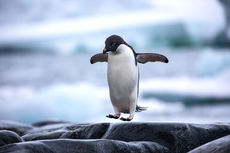 The Peninsula and Cape of Good Hope Full Day Tour in Cape Town