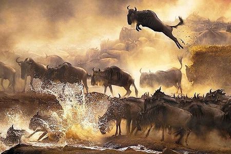 3 days Masai Mara private safari in AA lodge