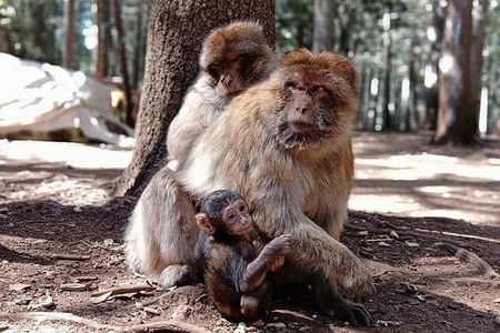 Day Trip From Fez To The Middle Atlas Mountain IMOUZAR IFRANE AZROU( Private )