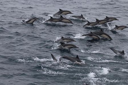 City Cruises San Diego: Whale and Dolphin Watching Adventure