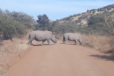 Pilanesberg national park full-day guided tour