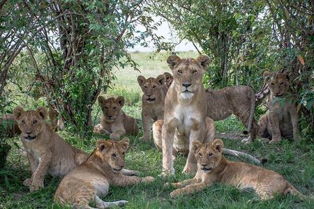 5 Days Masai Mara, Lake Naivasha, Lake Nakuru Safari